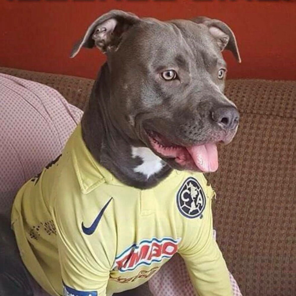 Meet your Posher, Jesus